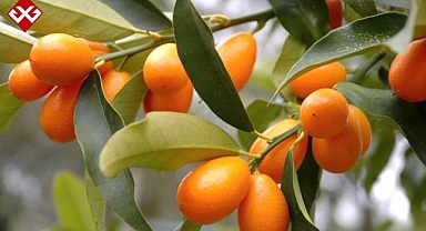 Herkes mandalina sanıyor ama 10 kat daha faydalı! Kışın tüketen hastalanmıyor