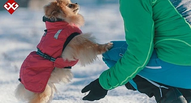 Köpekler soğukta kışlık kıyafete ihtiyaç duyar mı?