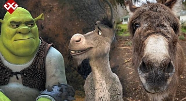 Shrek'e ilham veren eşek Perry hayatını kaybetti